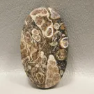 Turritella Agate